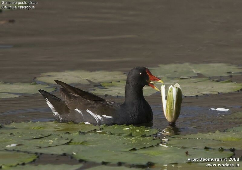 Common Moorhen