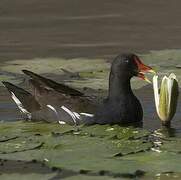 Gallinule poule-d'eau