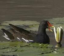 Gallinule poule-d'eau