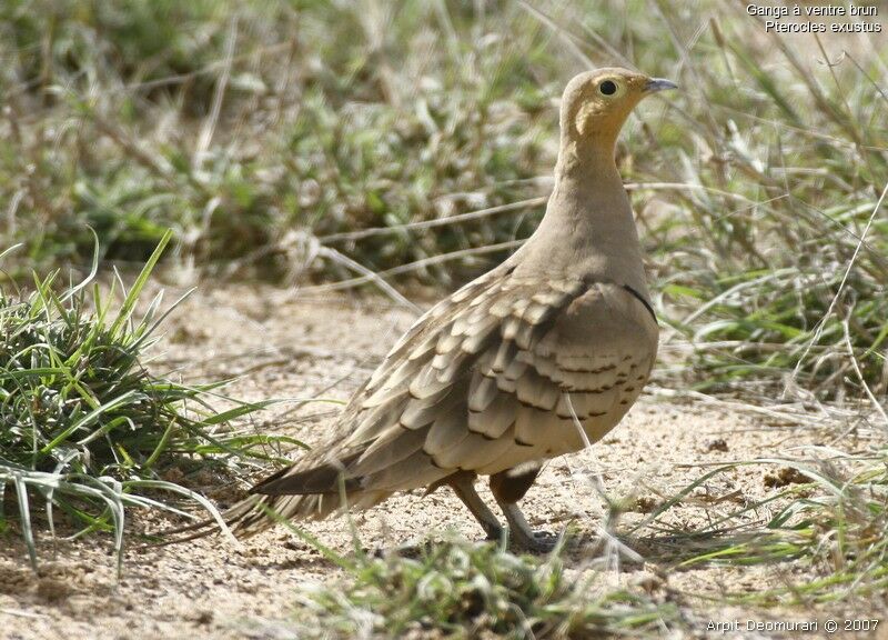 Chestnut-bellied Sandgrouse