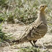 Chestnut-bellied Sandgrouse