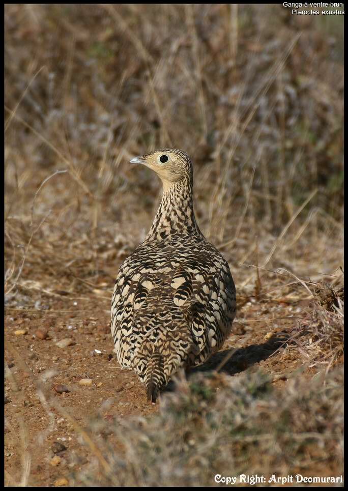 Chestnut-bellied Sandgrouse