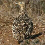 Chestnut-bellied Sandgrouse