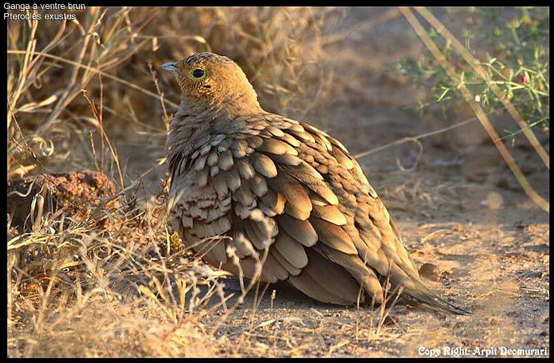 Chestnut-bellied Sandgrouse