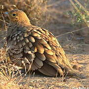 Chestnut-bellied Sandgrouse