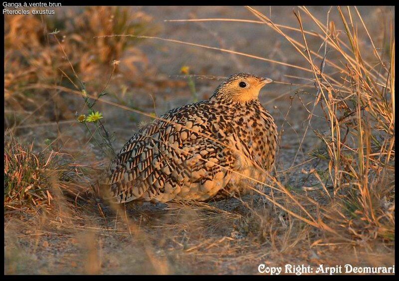 Chestnut-bellied Sandgrouse