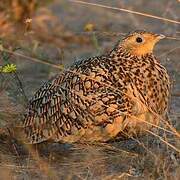 Chestnut-bellied Sandgrouse