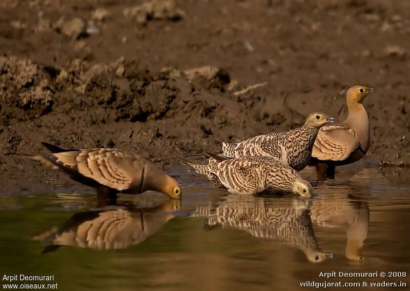 Chestnut-bellied Sandgrouseadult post breeding, drinks