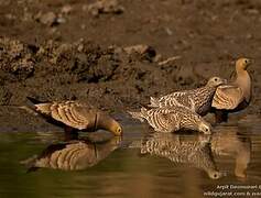 Chestnut-bellied Sandgrouse