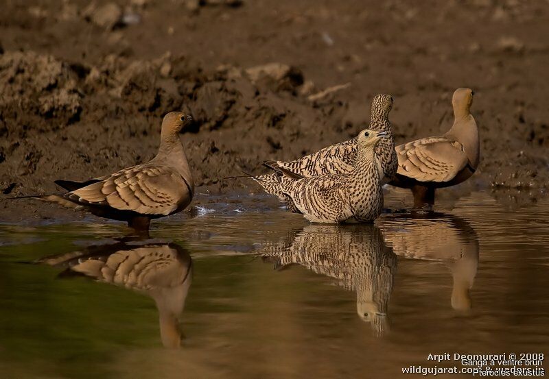 Chestnut-bellied Sandgrouse adult post breeding