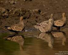 Chestnut-bellied Sandgrouse