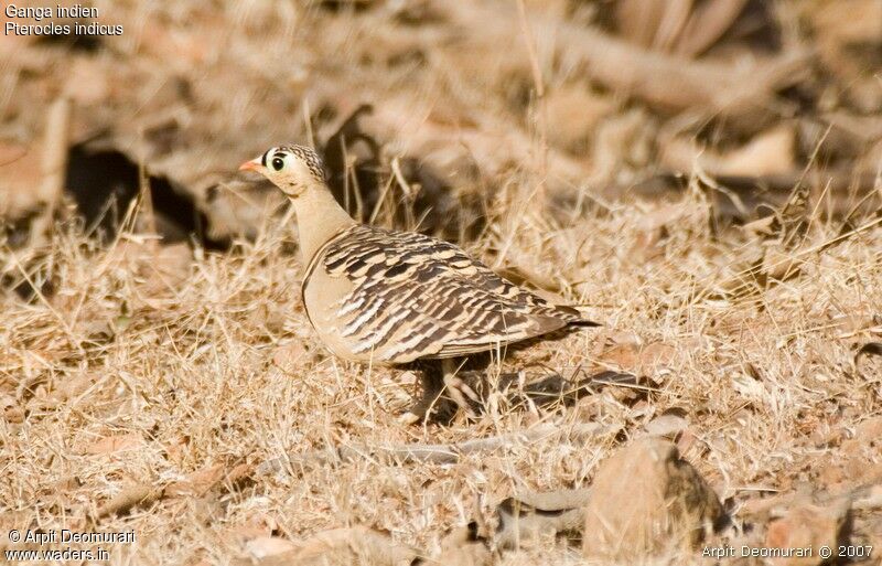 Painted Sandgrouse male adult breeding