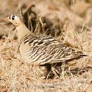 Painted Sandgrouse