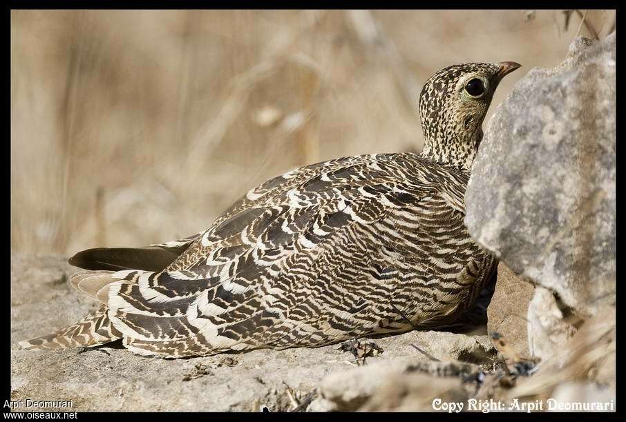 Painted Sandgrouse female adult, aspect