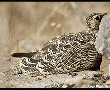 Painted Sandgrouse