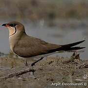 Collared Pratincole