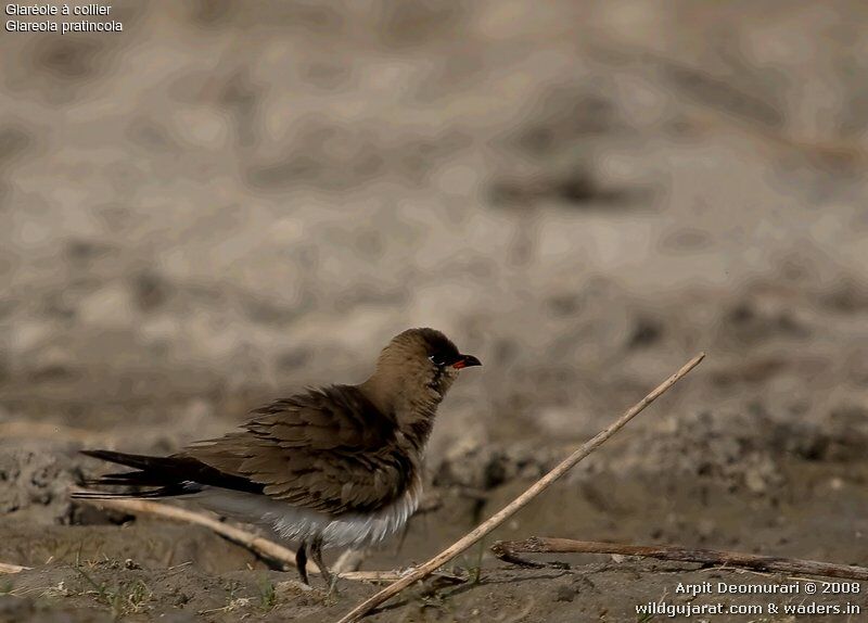 Collared Pratincole