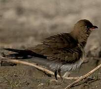 Collared Pratincole