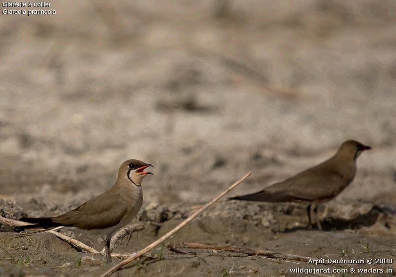 Collared Pratincole