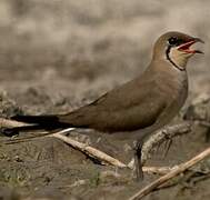 Collared Pratincole