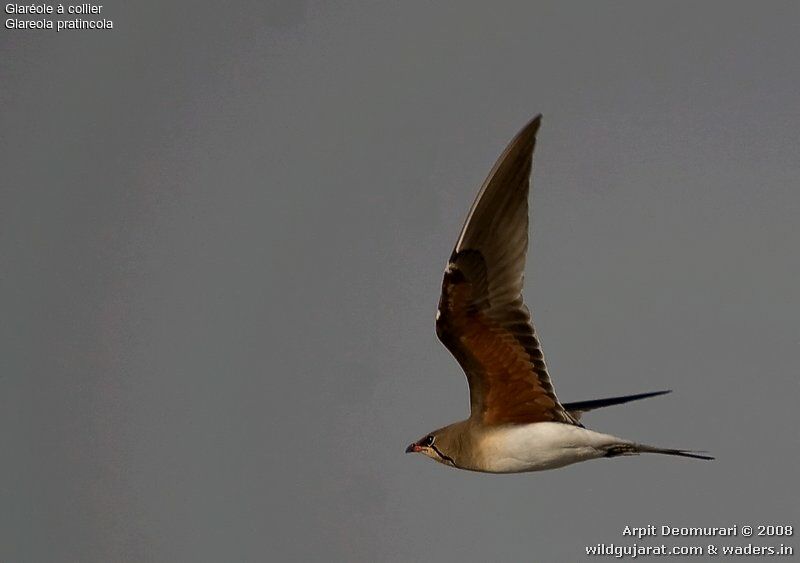 Collared Pratincole