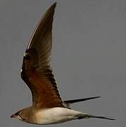 Collared Pratincole