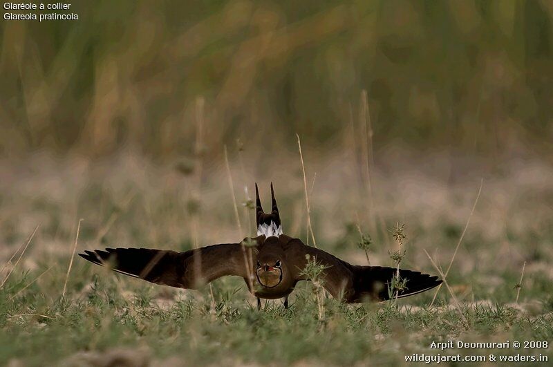 Collared Pratincole