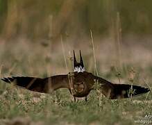 Collared Pratincole