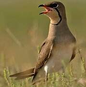 Collared Pratincole