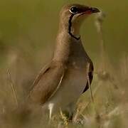 Collared Pratincole