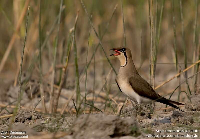 Collared Pratincoleadult, pigmentation, song