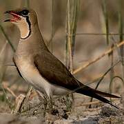 Collared Pratincole