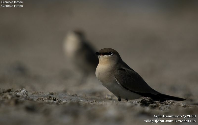 Small Pratincole