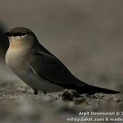 Small Pratincole