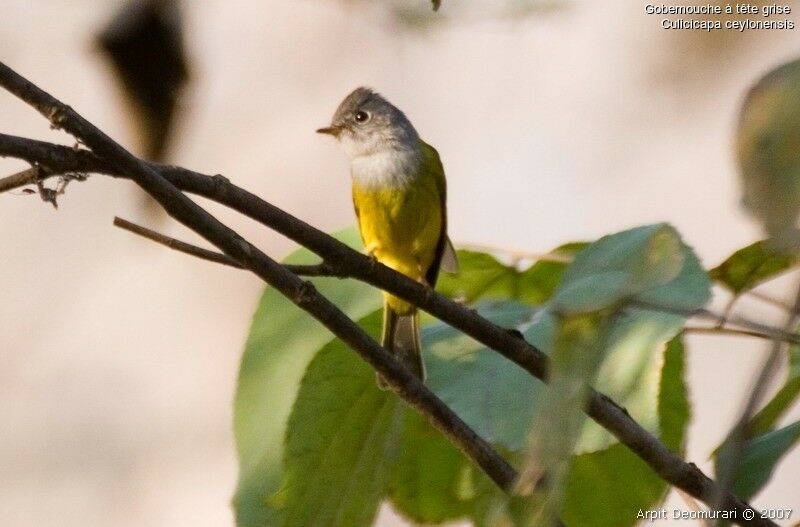 Grey-headed Canary-flycatcher