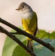 Grey-headed Canary-flycatcher