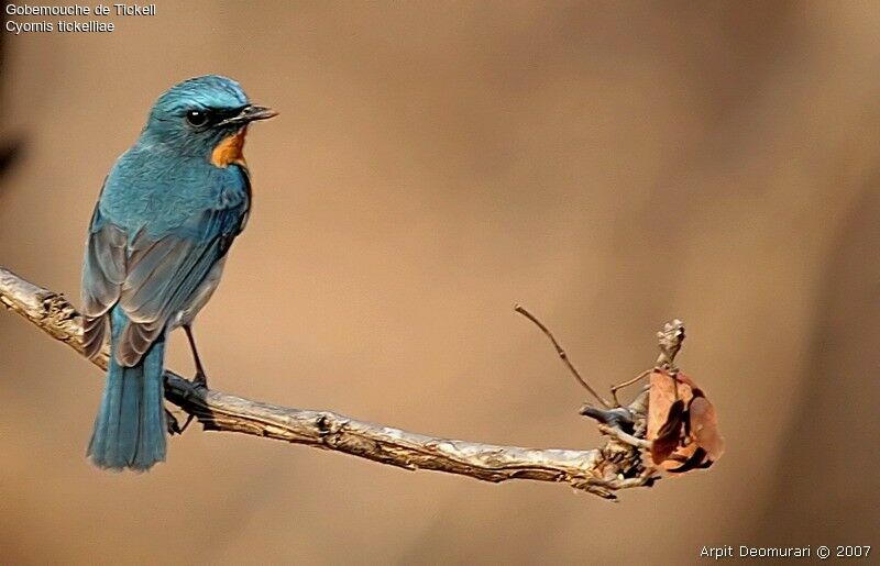 Tickell's Blue Flycatcher