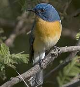 Tickell's Blue Flycatcher