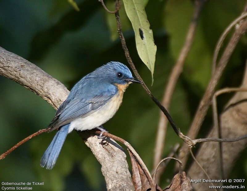 Tickell's Blue Flycatcher