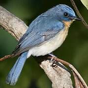 Tickell's Blue Flycatcher