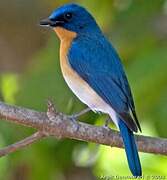 Tickell's Blue Flycatcher