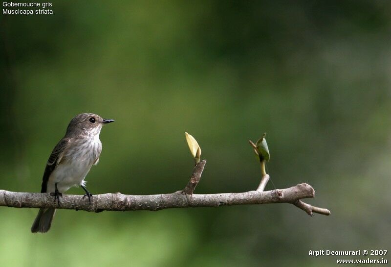 Spotted Flycatcher