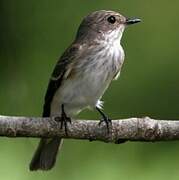 Spotted Flycatcher