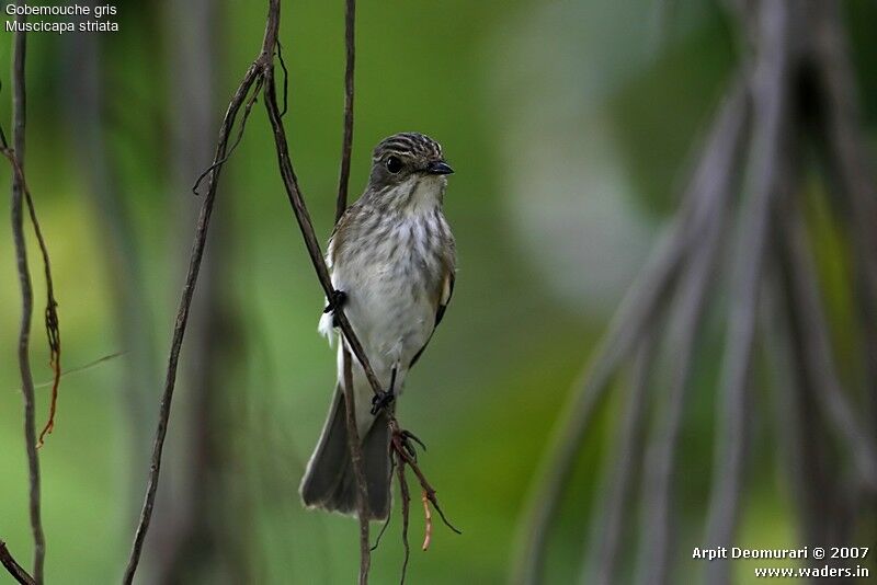 Spotted Flycatcher