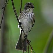 Spotted Flycatcher