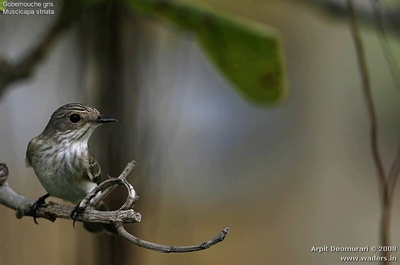 Spotted Flycatcher