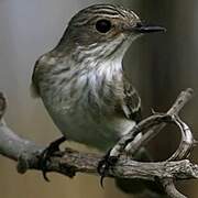 Spotted Flycatcher