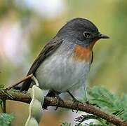 Red-breasted Flycatcher