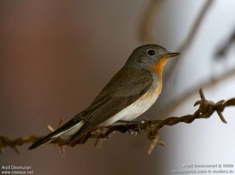 Red-breasted Flycatcher male adult breeding, close-up portrait