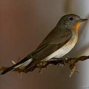 Red-breasted Flycatcher